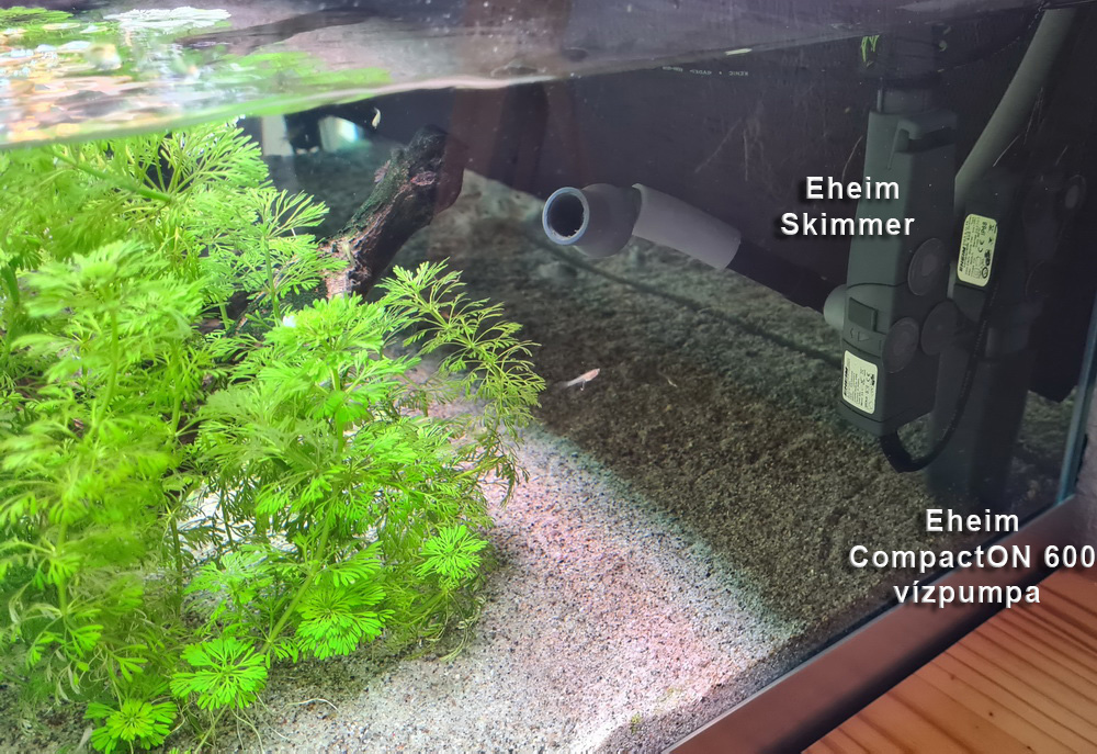 skimmer.jpg