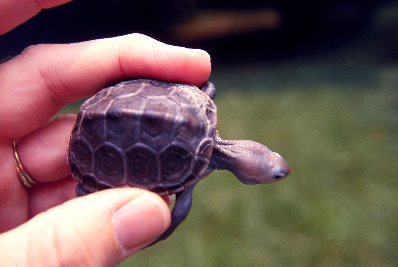 1280px-diamondback_turtle_baby.jpg