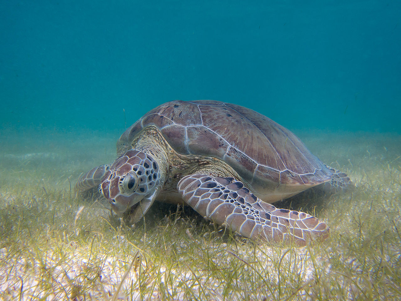 1280px-green_sea_turtle_grazing_seagrass.jpg