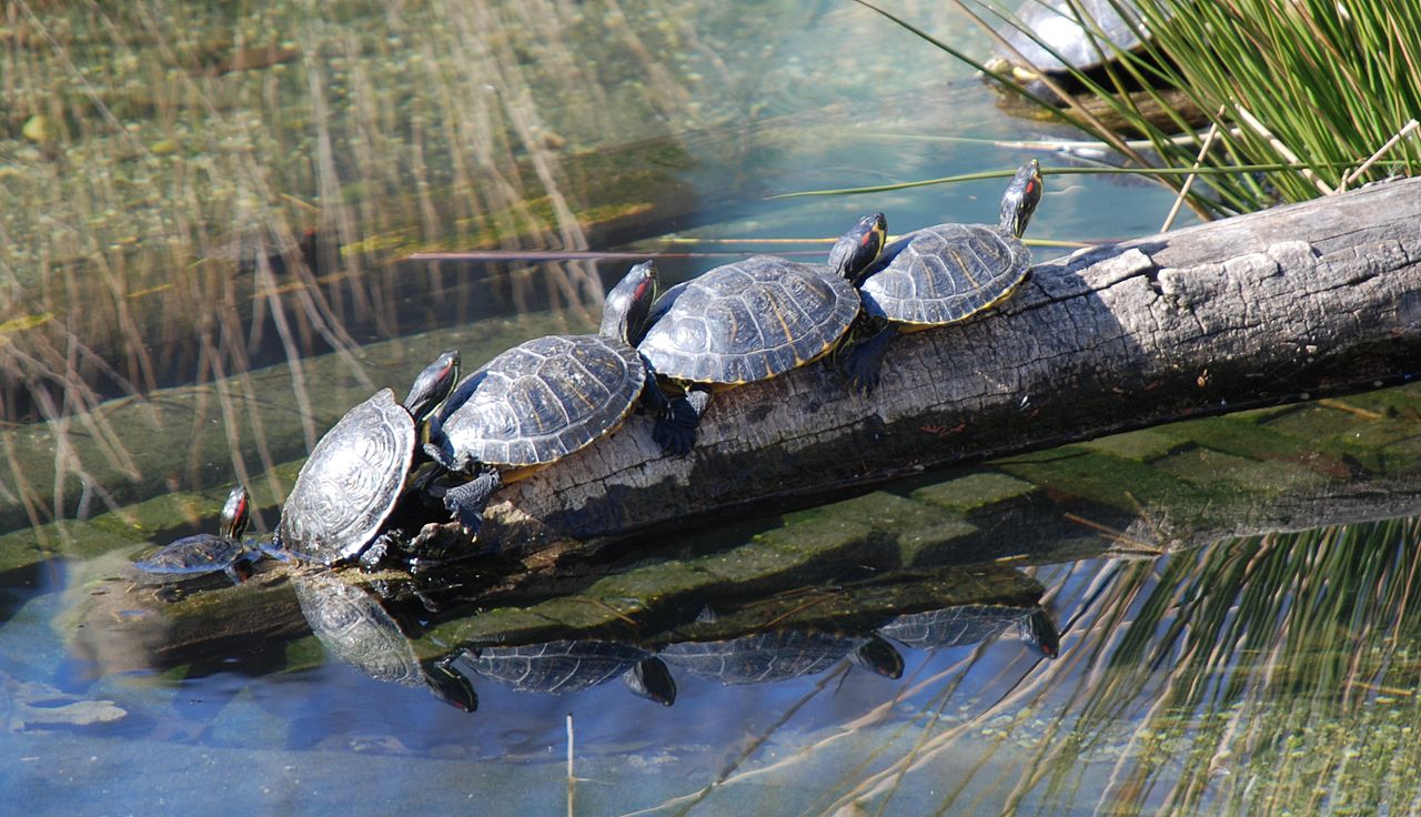 pond_sliders_at_smithsonian_national_zoological_park_in_washington.jpg