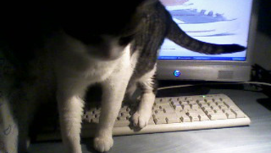 Macska a klaviatúrán ! (2.)