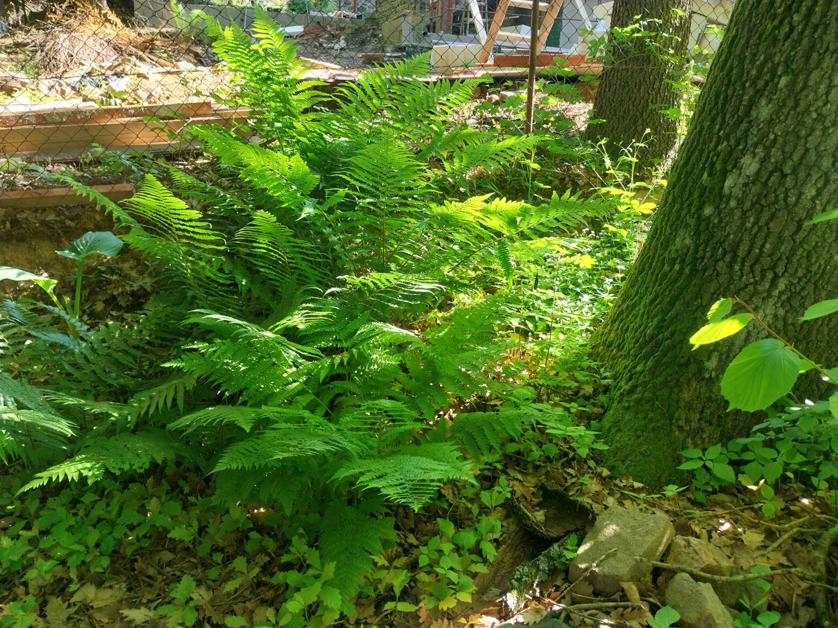 20250528_093215_copy_1632x1224.jpg