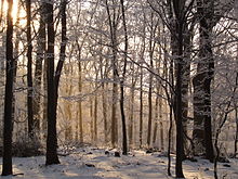 220px-Beech_forest_Mátra_in_winter.jpg