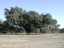 220px-Live_oak_Georgetown.jpg