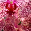 Orchidea nevelése a télikertben