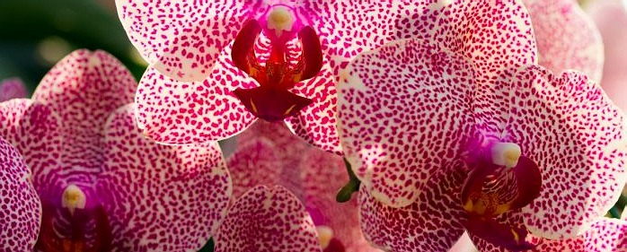 orchidea termesztése télikertben
