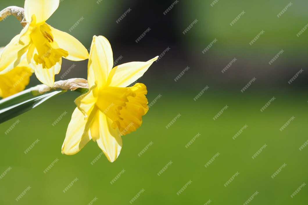 close-up-yellow-flowering-plant_1048944-18786269.jpg