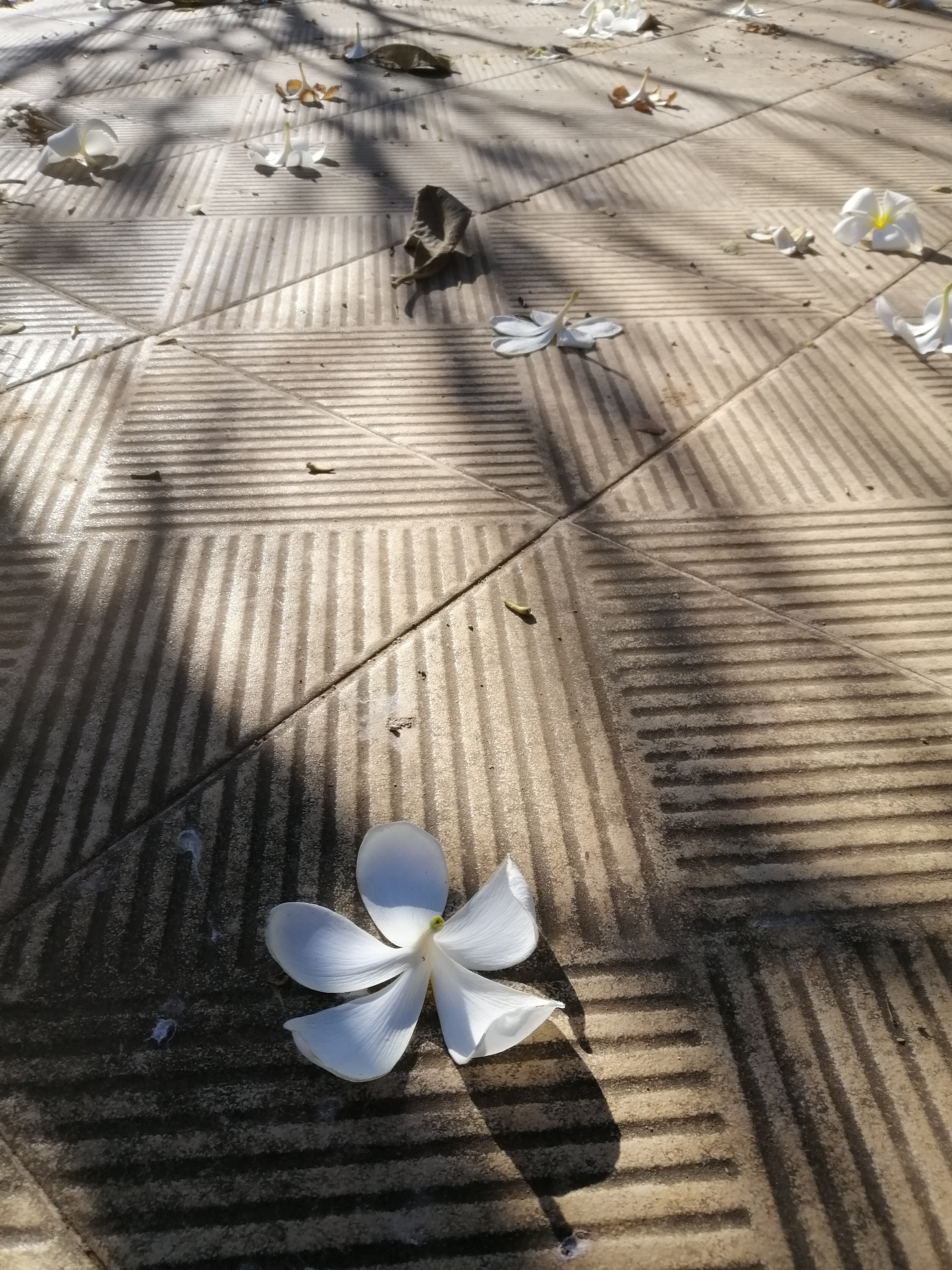 high-angle-view-white-flower-footpath.jpg