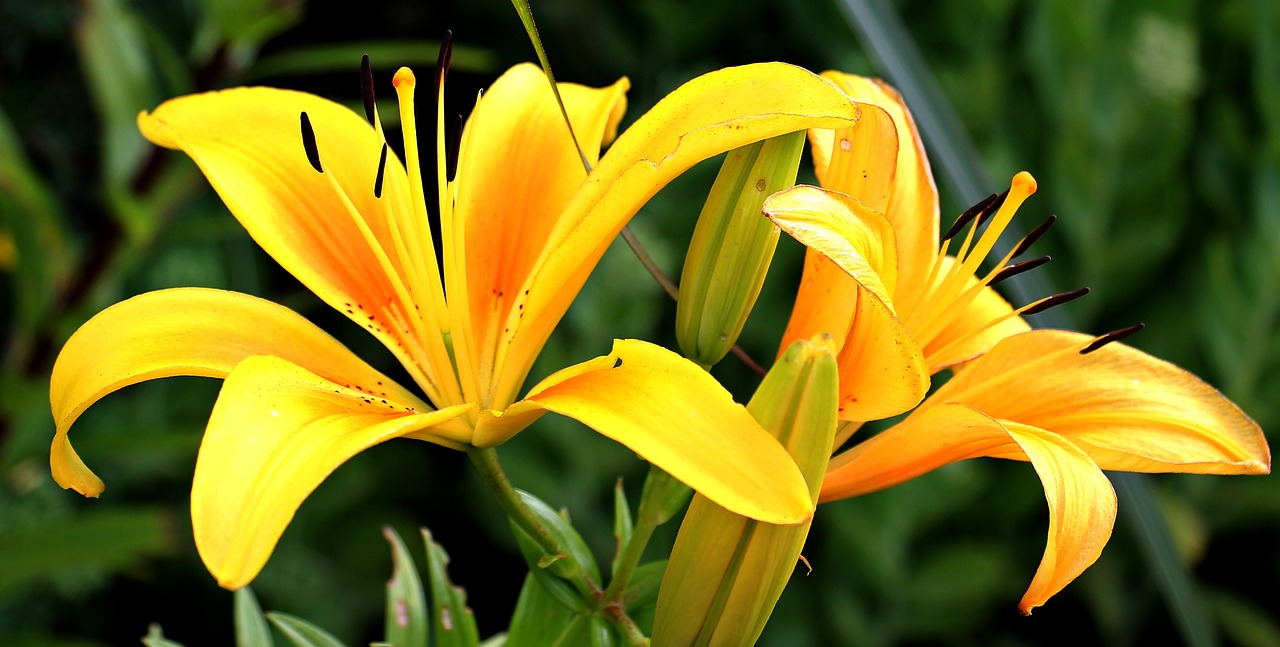 lilies-1512813_1280.jpg