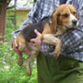 még mindig gazdira vár néhány kísérleti beagle kutya