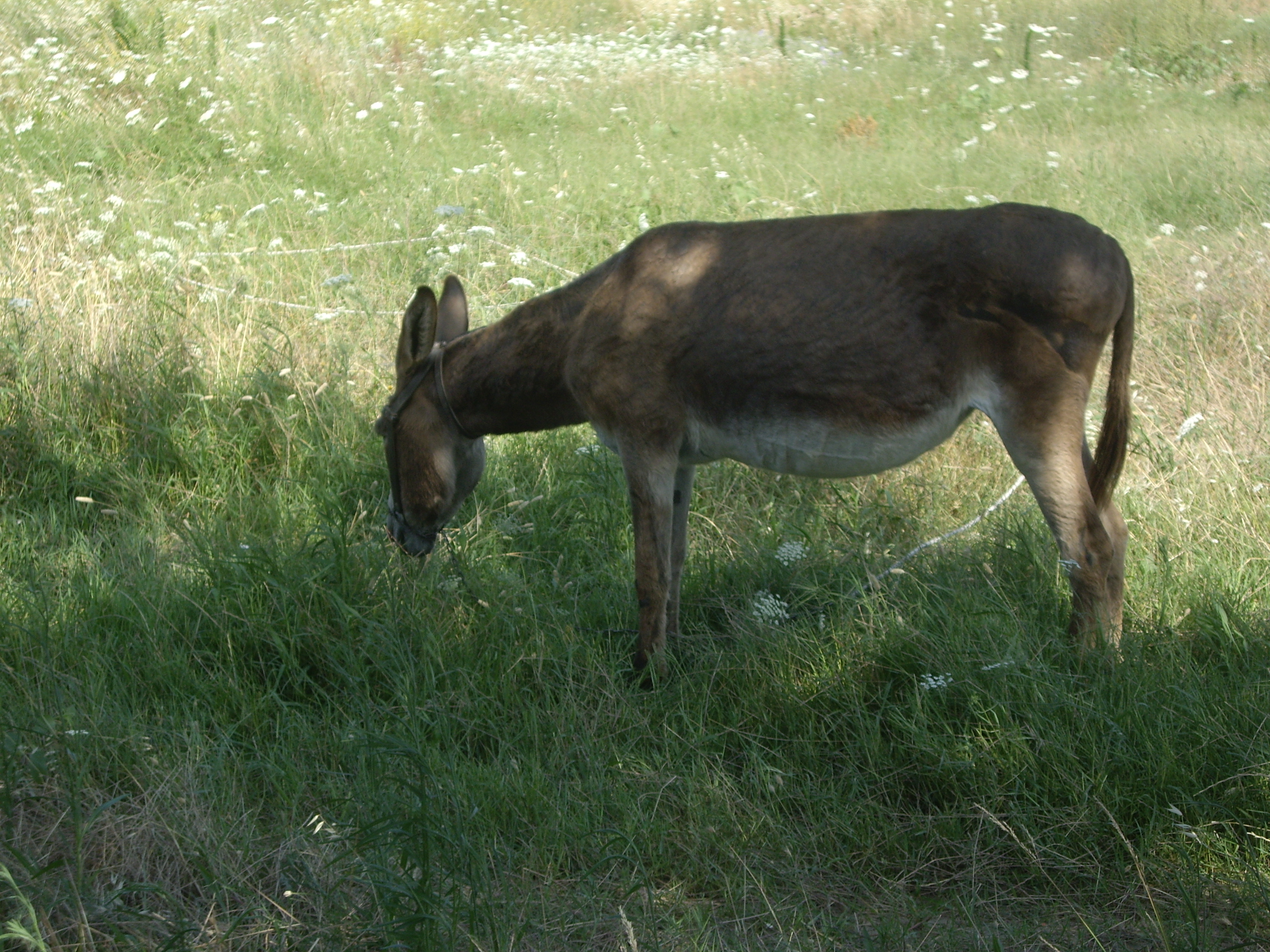 a nem szobor