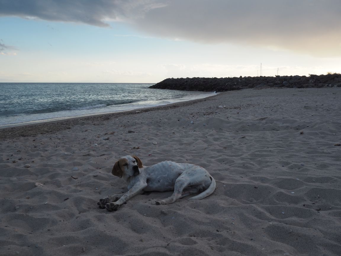 strandhoz tartozó kutya