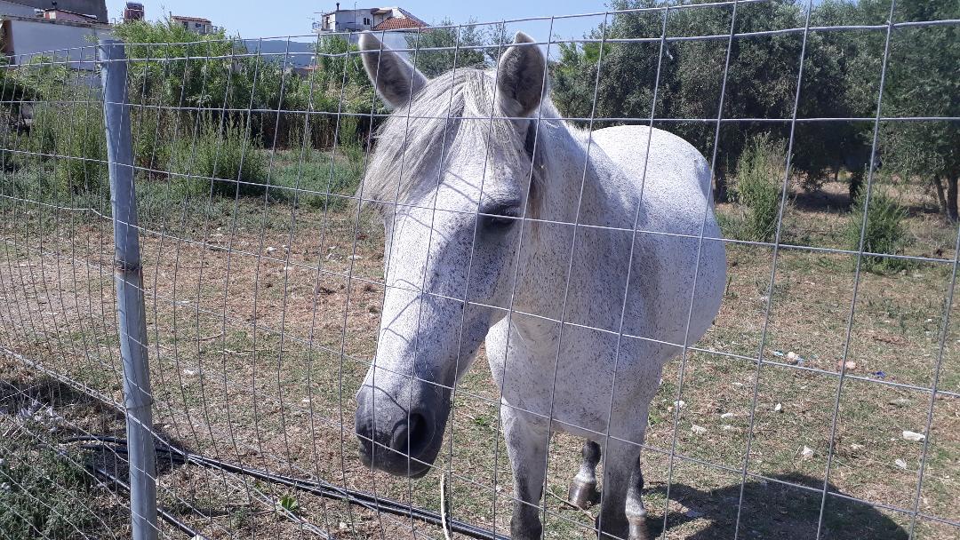 Szegény lópaci rágcsálja a száraz kórókat a kertben