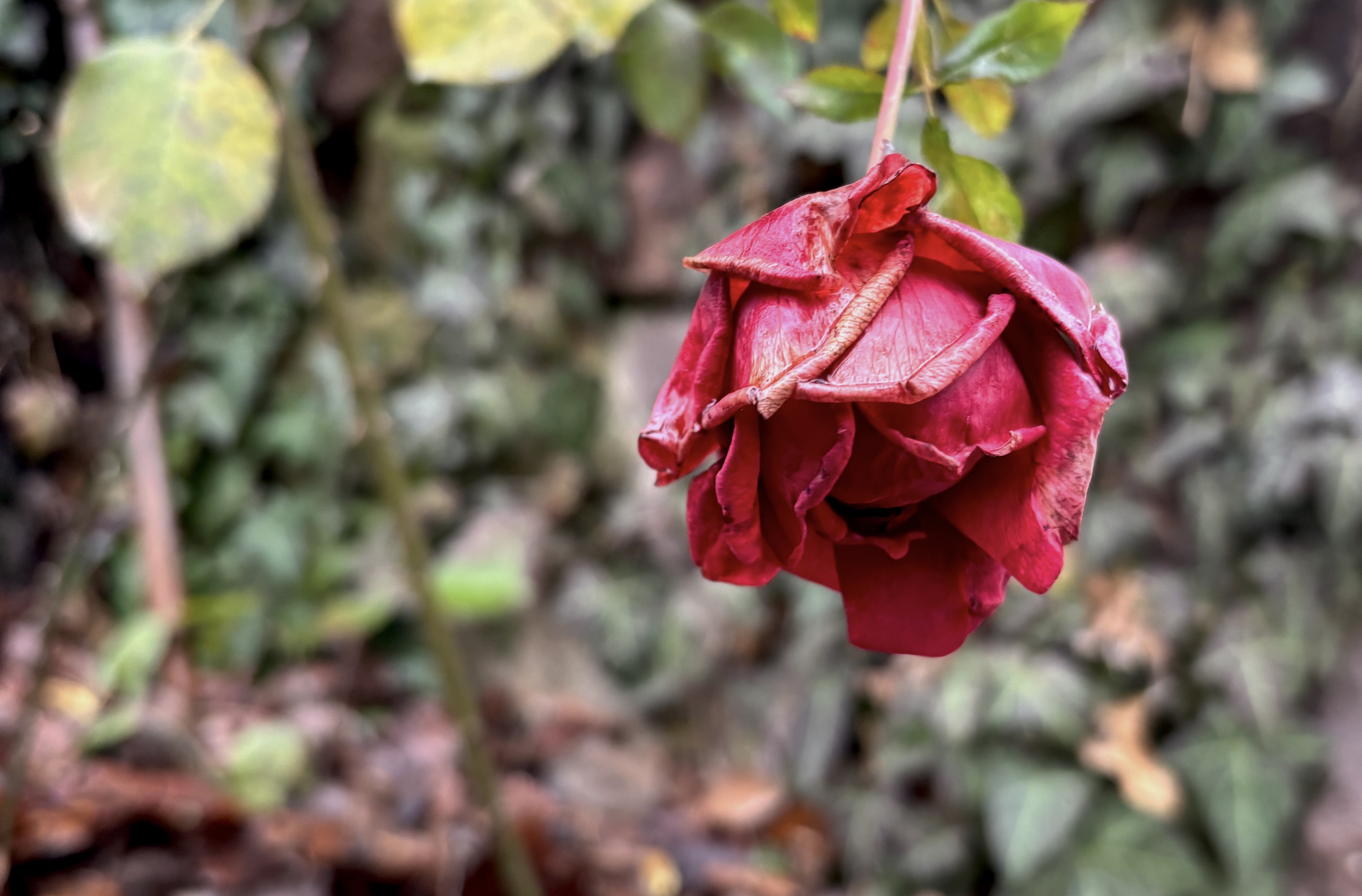 Egy titokzatos rózsa nyomában