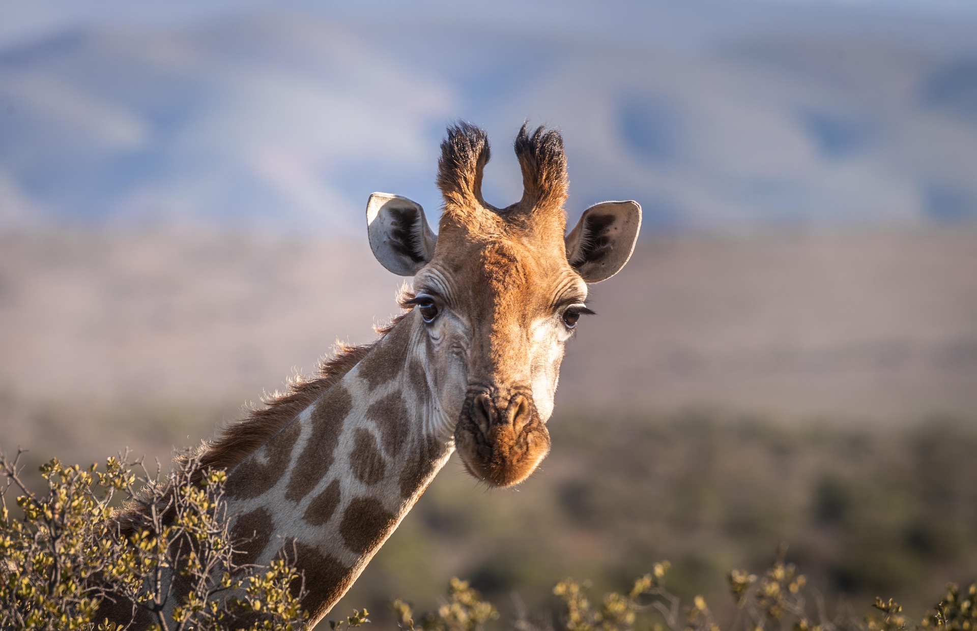 andreasgoellner-giraffe-4312090_1920.jpg
