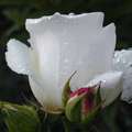 Fehér Virág 2