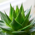 Az aloe vera rejtelmei