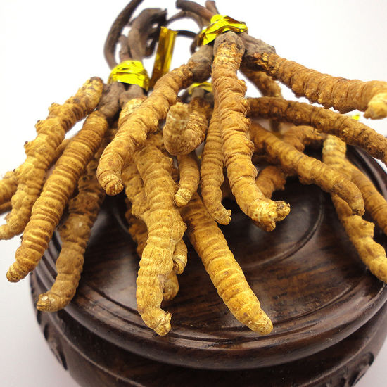 cordyceps-sinensis-chinese-tibetan-medicine-caterpillar-fungus-tocheikasa.jpg