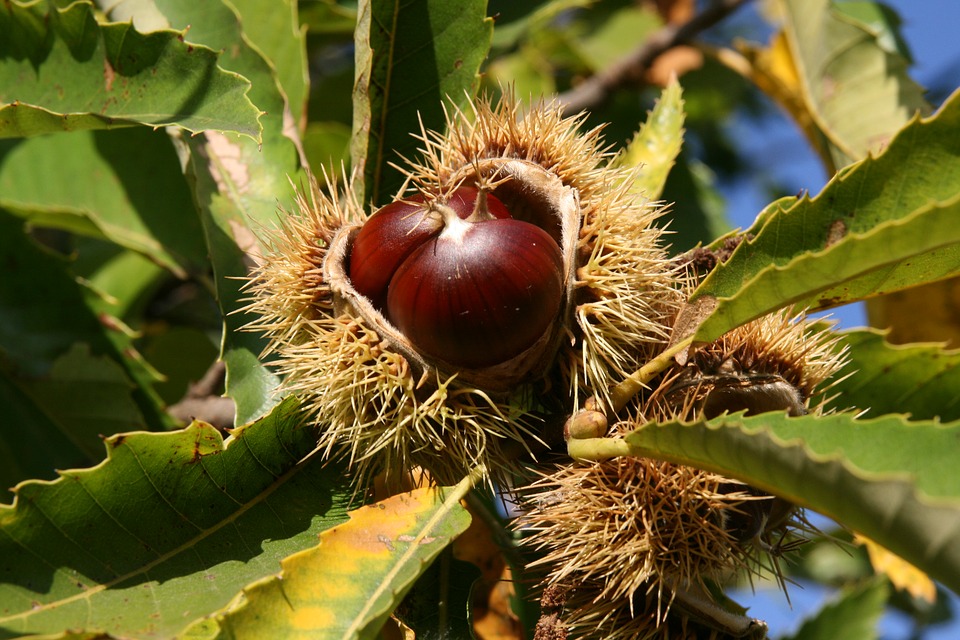 chestnut-3733522_960_720.jpg