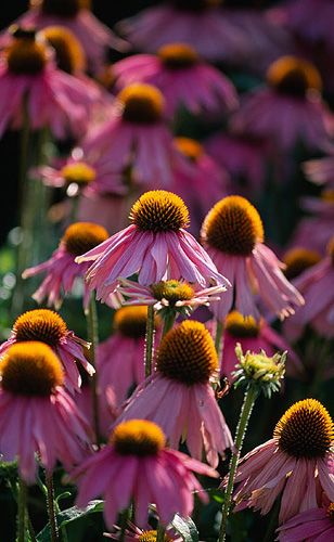 echinacea.jpg