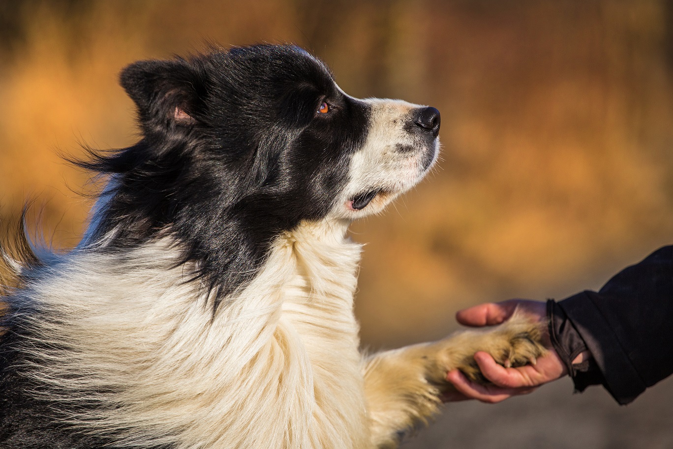 bordercollie3.jpg