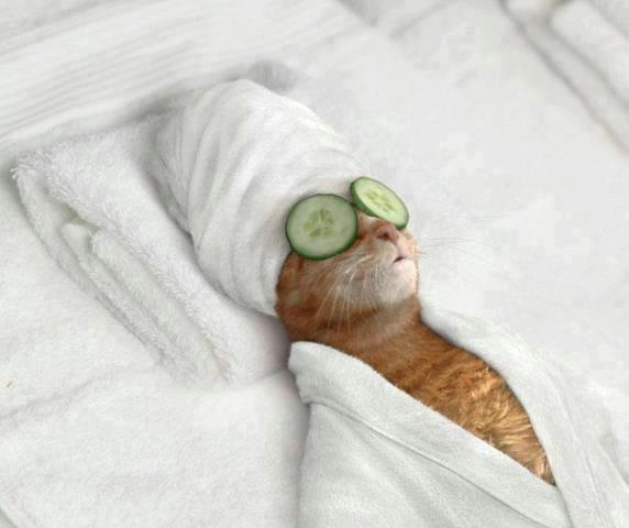 wellnesscica.jpg