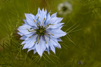 Nigella_sativa.jpg