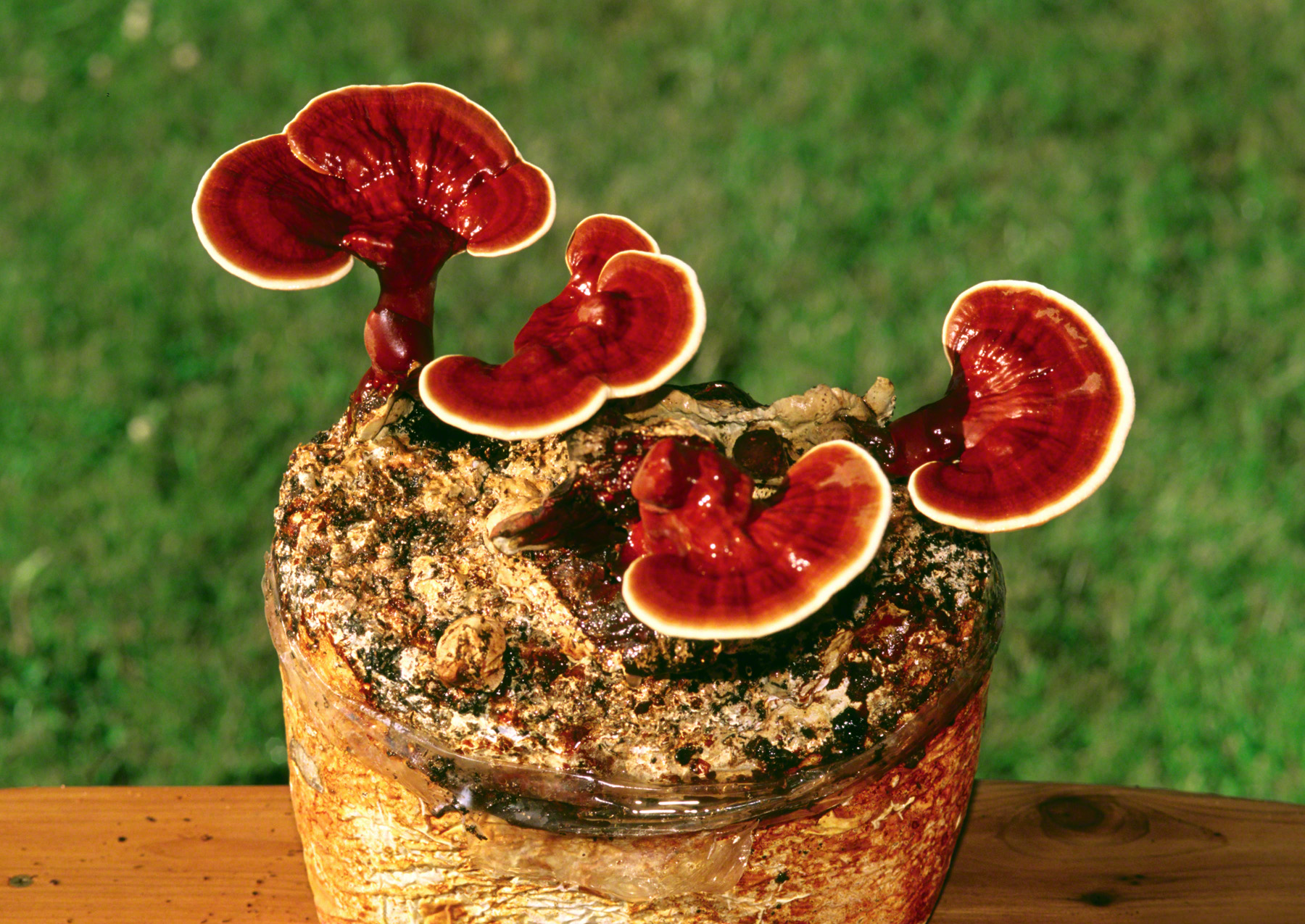 reishi-ganoderma-lucidum-lingzhi.jpg