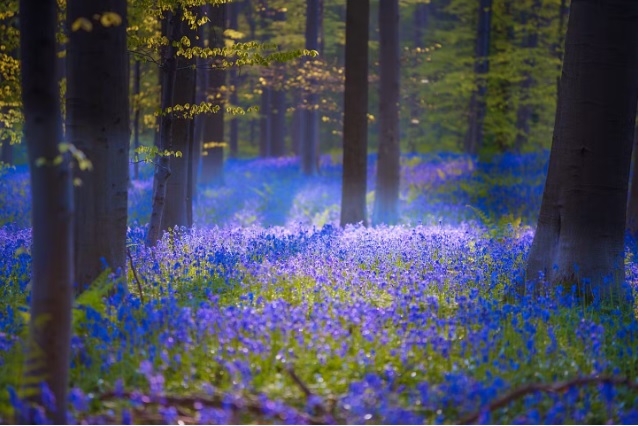 hallerbos.jpg