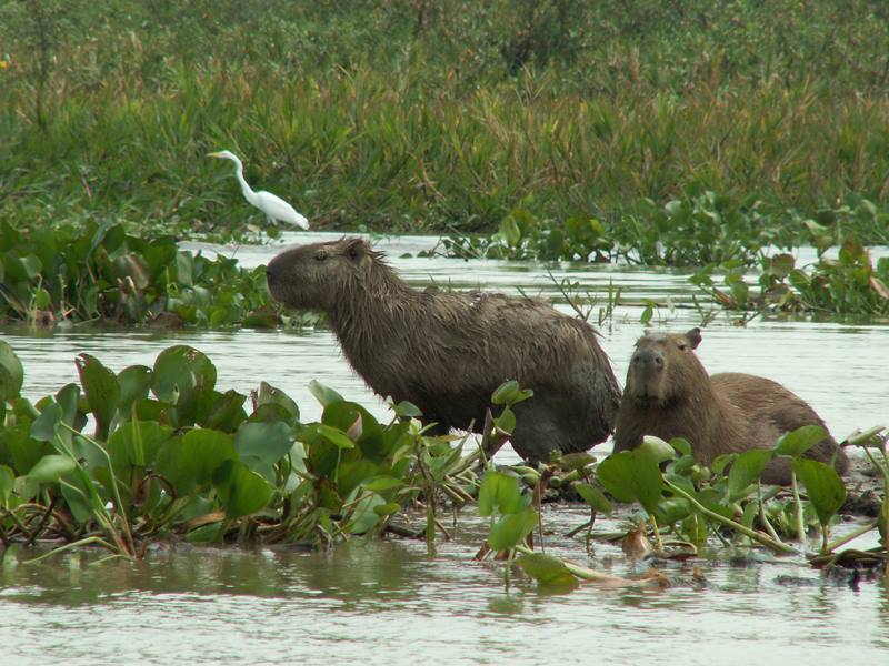 humedales-paraguay.jpg