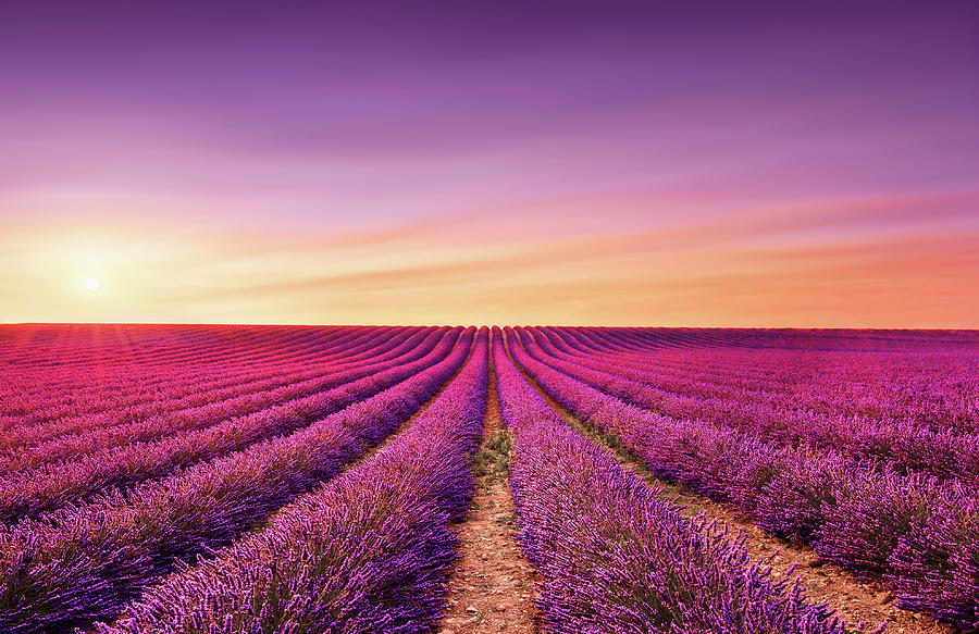 lavender-fields-at-sunset-provence-france-stevanzz-.jpg