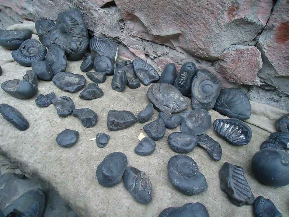 rare-shaligram-stone.jpg