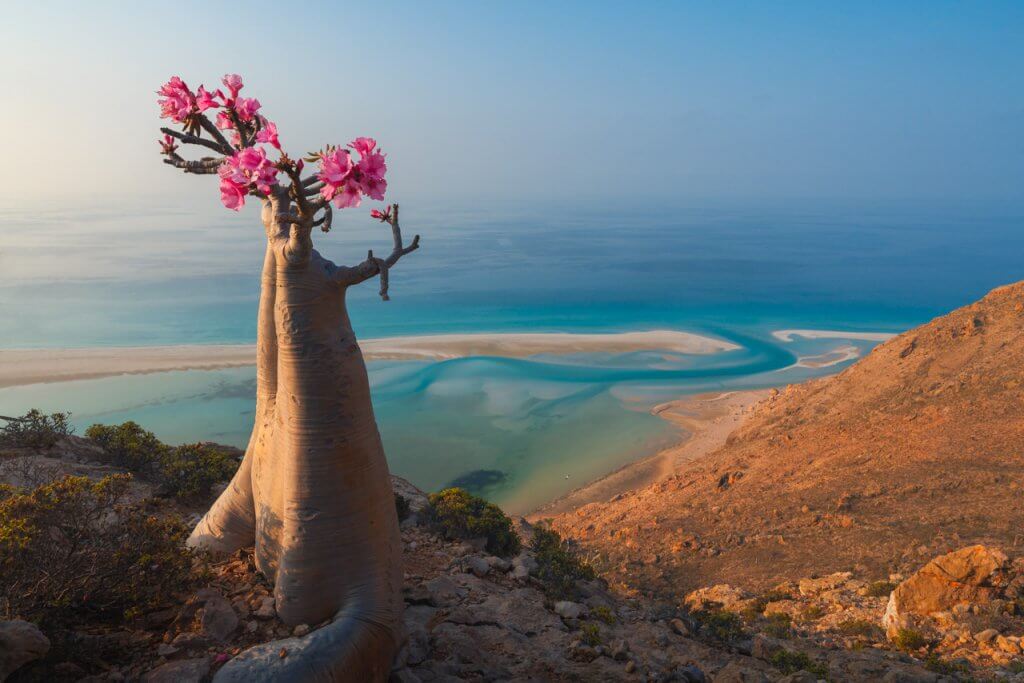 socotra20-1024x683.jpg