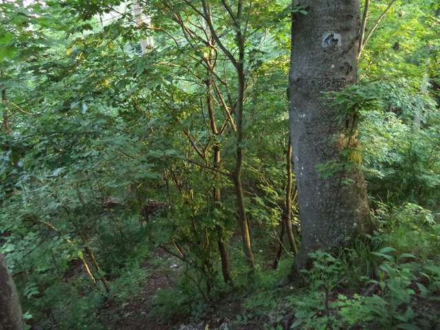dsc07820-001.JPG