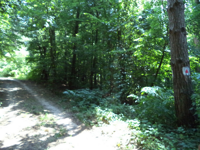 dsc08985-001.JPG