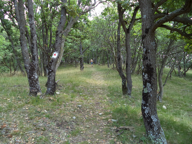 dsc08987-001.JPG