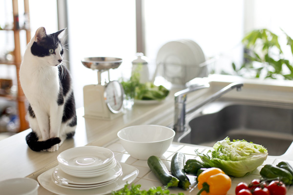 cat on kitchen counter (1).jpg