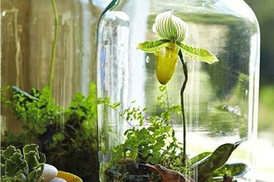 Kreatív ötletek szobanövényekkel