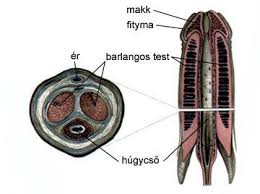 Képtalálatok a következőre: barlangos test