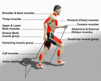 nordic-walking-muscles-used.png