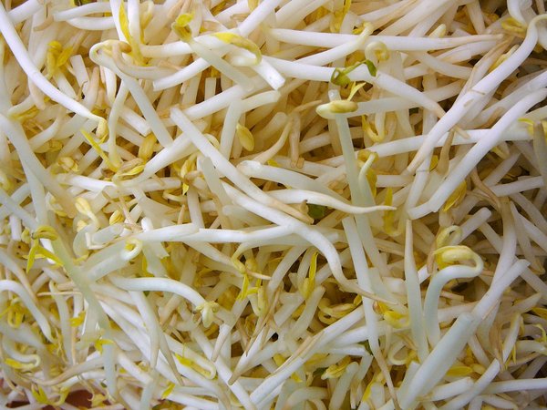 Bean_sprouts.jpg
