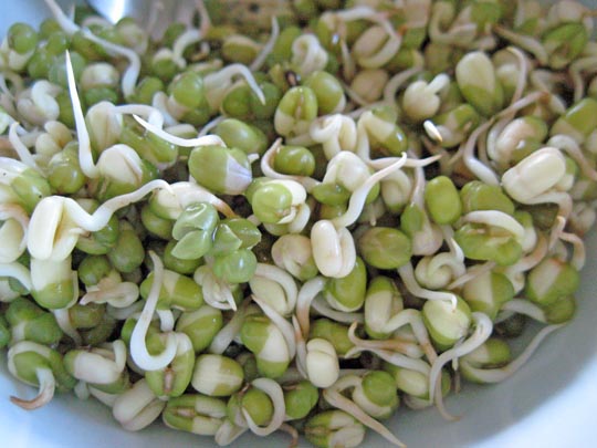 mung_bean_sprouts__91752_zoom.jpg