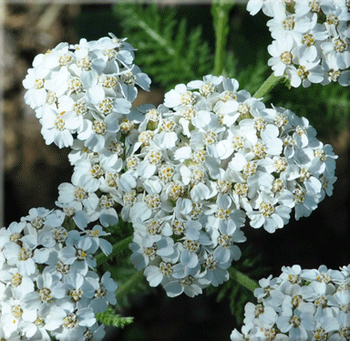 cickafarkfu-achillea-millefolium.jpg