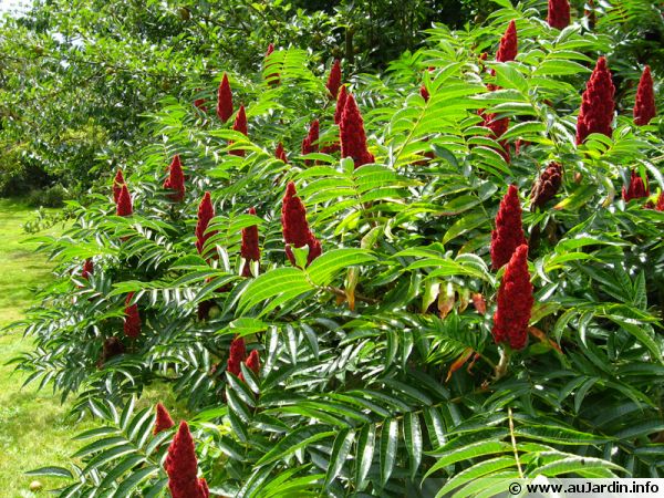 ecetfa-szomorce-sumac-rhus-typhina.jpg