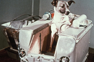 Lajka kutya volt az első élőlény az űrben