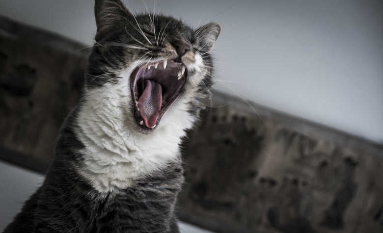 my+cat+Rambo+screaming_30e560_4126052.jpg