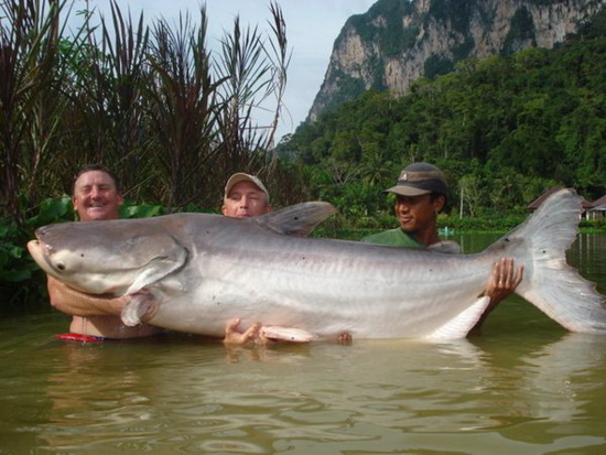 november2010_0006_New_world_record_Mekong_catfish_260lb_Dai_Kent_resize.jpg