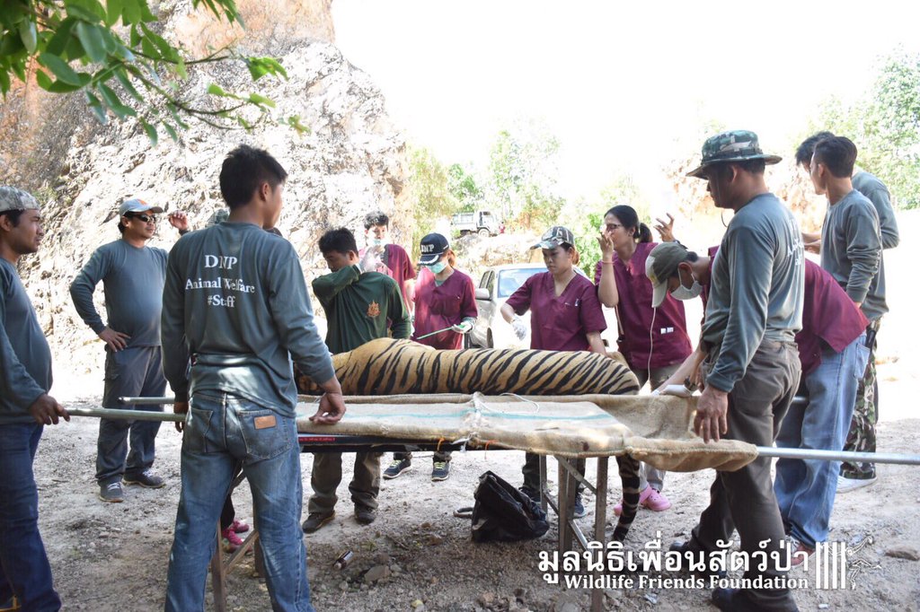 tiger_temple_1.jpg