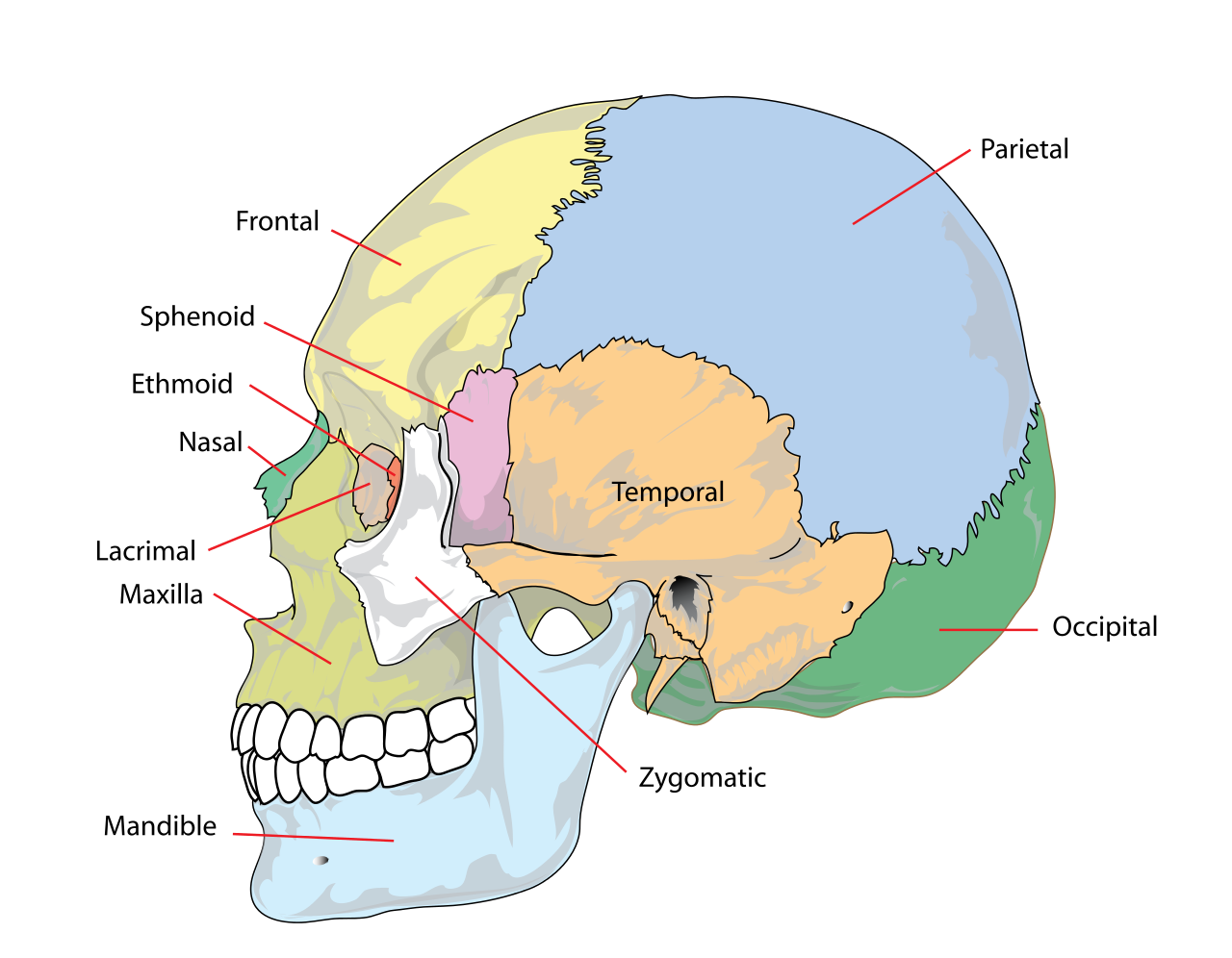 1280px-human_skull_side_simplified_bones_svg.png