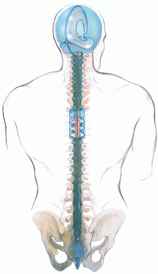 craniosacral-system.jpg